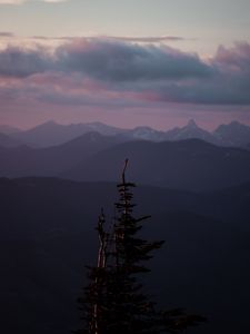 Preview wallpaper mountains, tree, fog, landscape, height