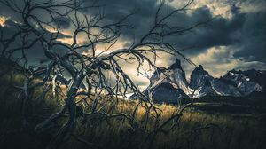 Preview wallpaper mountains, tree, starry sky, grass