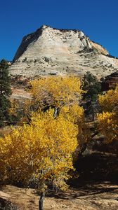 Preview wallpaper mountains, trees, autumn, dwarfish, vegetation, coniferous