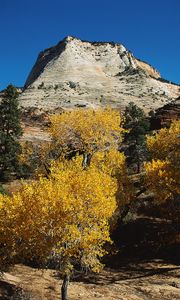 Preview wallpaper mountains, trees, autumn, dwarfish, vegetation, coniferous