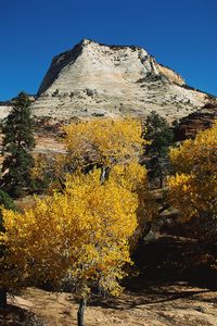 Preview wallpaper mountains, trees, autumn, dwarfish, vegetation, coniferous