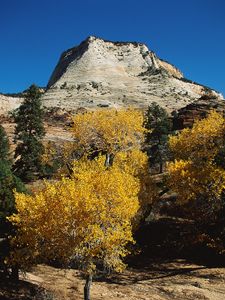 Preview wallpaper mountains, trees, autumn, dwarfish, vegetation, coniferous