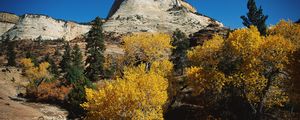 Preview wallpaper mountains, trees, autumn, dwarfish, vegetation, coniferous