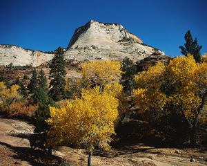 Preview wallpaper mountains, trees, autumn, dwarfish, vegetation, coniferous