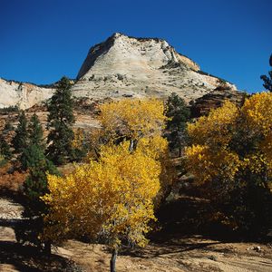 Preview wallpaper mountains, trees, autumn, dwarfish, vegetation, coniferous