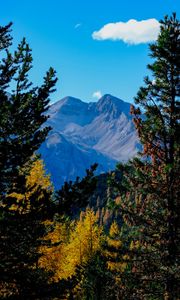 Preview wallpaper mountains, trees, autumn, landscape, branches, peak