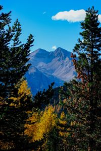 Preview wallpaper mountains, trees, autumn, landscape, branches, peak