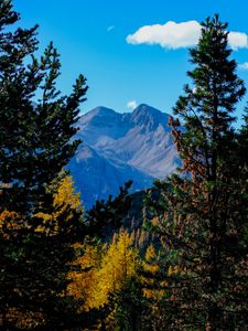 Preview wallpaper mountains, trees, autumn, landscape, branches, peak