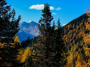 Preview wallpaper mountains, trees, autumn, landscape, branches, peak