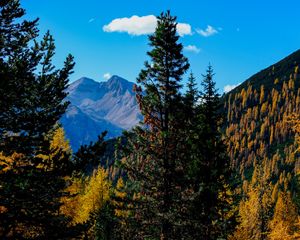 Preview wallpaper mountains, trees, autumn, landscape, branches, peak