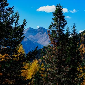 Preview wallpaper mountains, trees, autumn, landscape, branches, peak