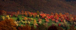 Preview wallpaper mountains, trees, autumn, grass
