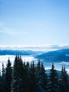 Preview wallpaper mountains, trees, clouds, forest, panorama, bukovel, ukraine