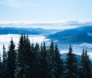 Preview wallpaper mountains, trees, clouds, forest, panorama, bukovel, ukraine