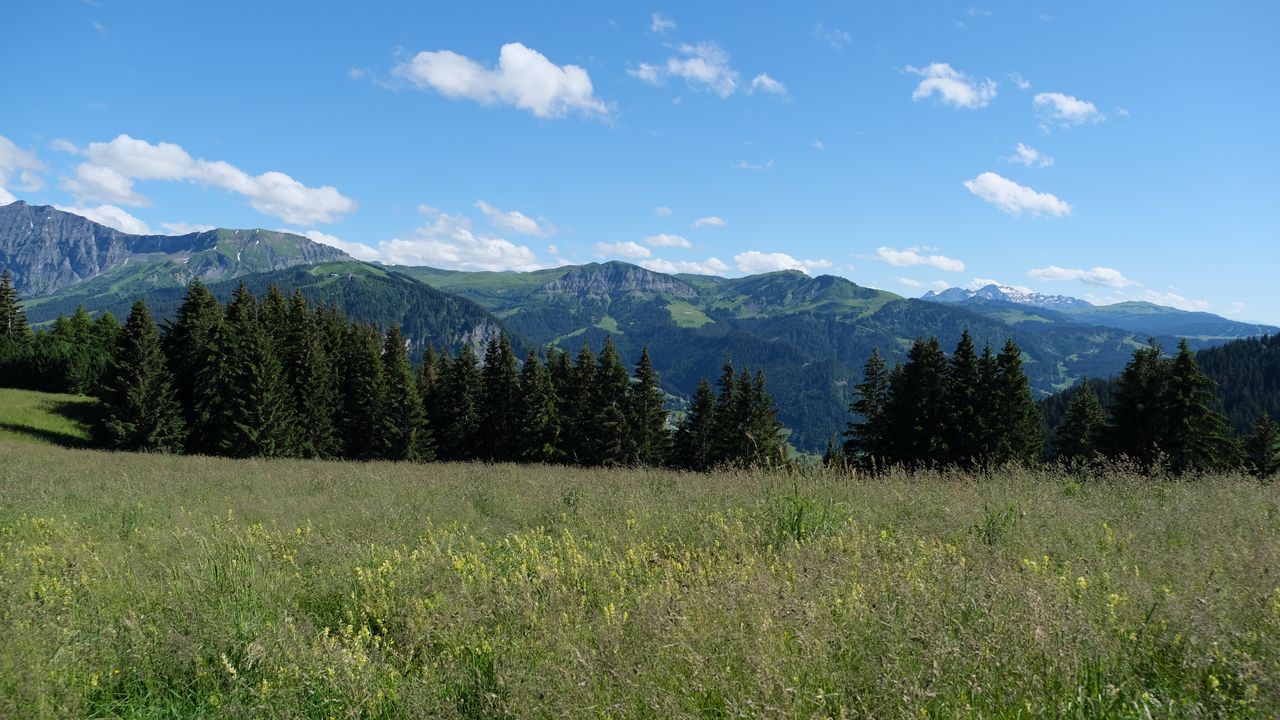 Wallpaper mountains, trees, field, nature, landscape hd, picture, image