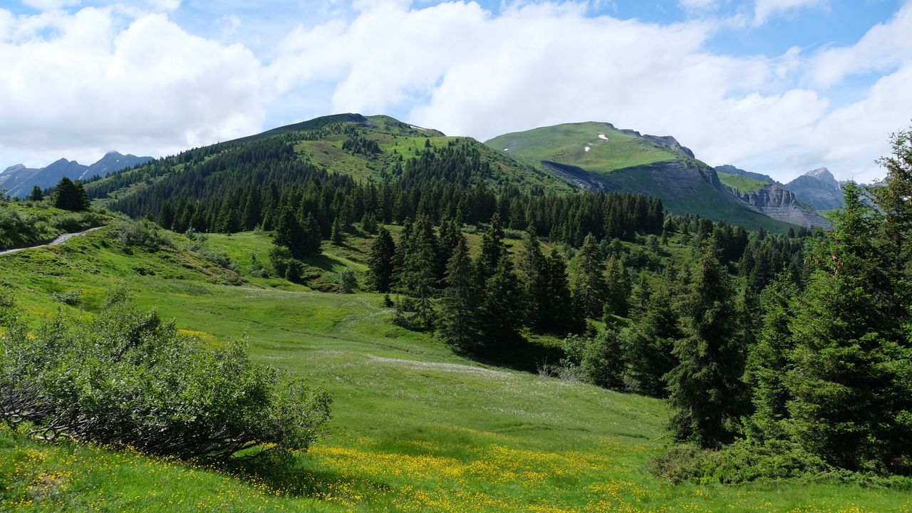 Wallpaper mountains, trees, field, nature