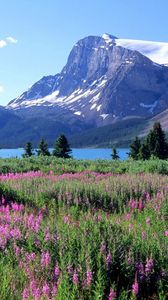 Preview wallpaper mountains, trees, flowers, lake, canada, glade