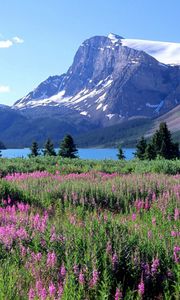 Preview wallpaper mountains, trees, flowers, lake, canada, glade