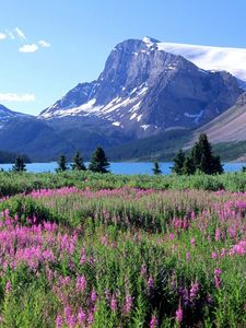 Preview wallpaper mountains, trees, flowers, lake, canada, glade