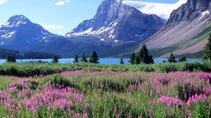 Preview wallpaper mountains, trees, flowers, lake, canada, glade
