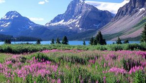 Preview wallpaper mountains, trees, flowers, lake, canada, glade