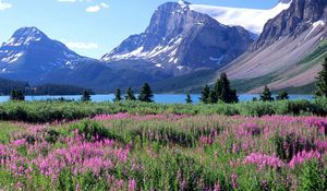 Preview wallpaper mountains, trees, flowers, lake, canada, glade