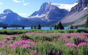 Preview wallpaper mountains, trees, flowers, lake, canada, glade