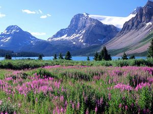 Preview wallpaper mountains, trees, flowers, lake, canada, glade