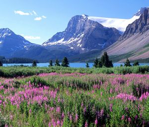 Preview wallpaper mountains, trees, flowers, lake, canada, glade