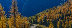 Preview wallpaper mountains, trees, fog, autumn, path