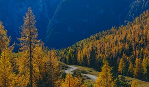 Preview wallpaper mountains, trees, fog, autumn, path