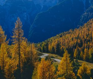 Preview wallpaper mountains, trees, fog, autumn, path