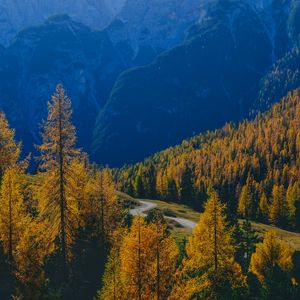 Preview wallpaper mountains, trees, fog, autumn, path