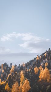 Preview wallpaper mountains, trees, fog, slope, landscape
