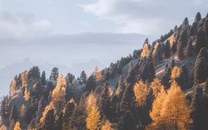 Preview wallpaper mountains, trees, fog, slope, landscape