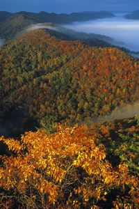 Preview wallpaper mountains, trees, fog, veil, autumn