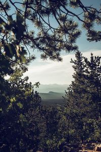 Preview wallpaper mountains, trees, forest, coniferous, landscape