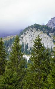 Preview wallpaper mountains, trees, forest, fog, landscape, aerial view