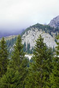 Preview wallpaper mountains, trees, forest, fog, landscape, aerial view