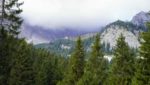 Preview wallpaper mountains, trees, forest, fog, landscape, aerial view