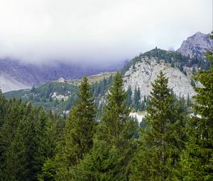 Preview wallpaper mountains, trees, forest, fog, landscape, aerial view