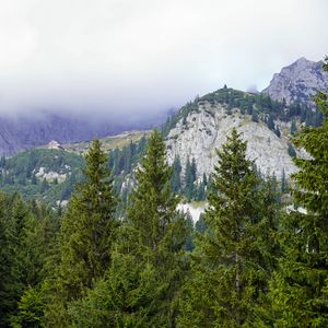 Preview wallpaper mountains, trees, forest, fog, landscape, aerial view