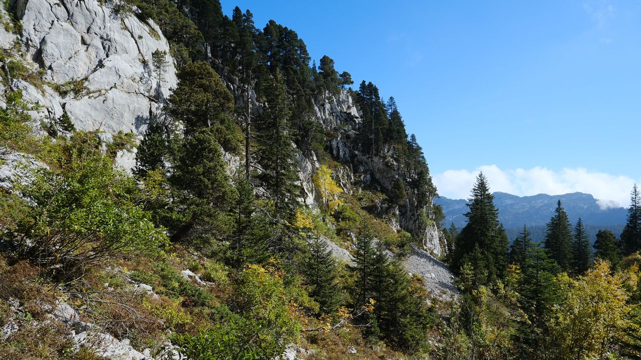 Wallpaper mountains, trees, forest, nature, green