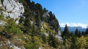 Preview wallpaper mountains, trees, forest, nature, green