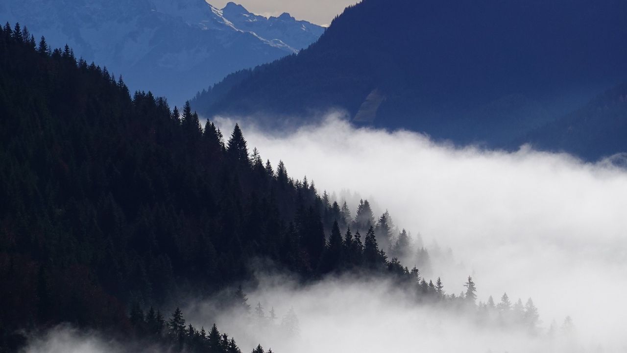 Wallpaper mountains, trees, forest, fog, landscape, nature