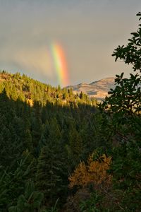 Preview wallpaper mountains, trees, rainbow, landscape