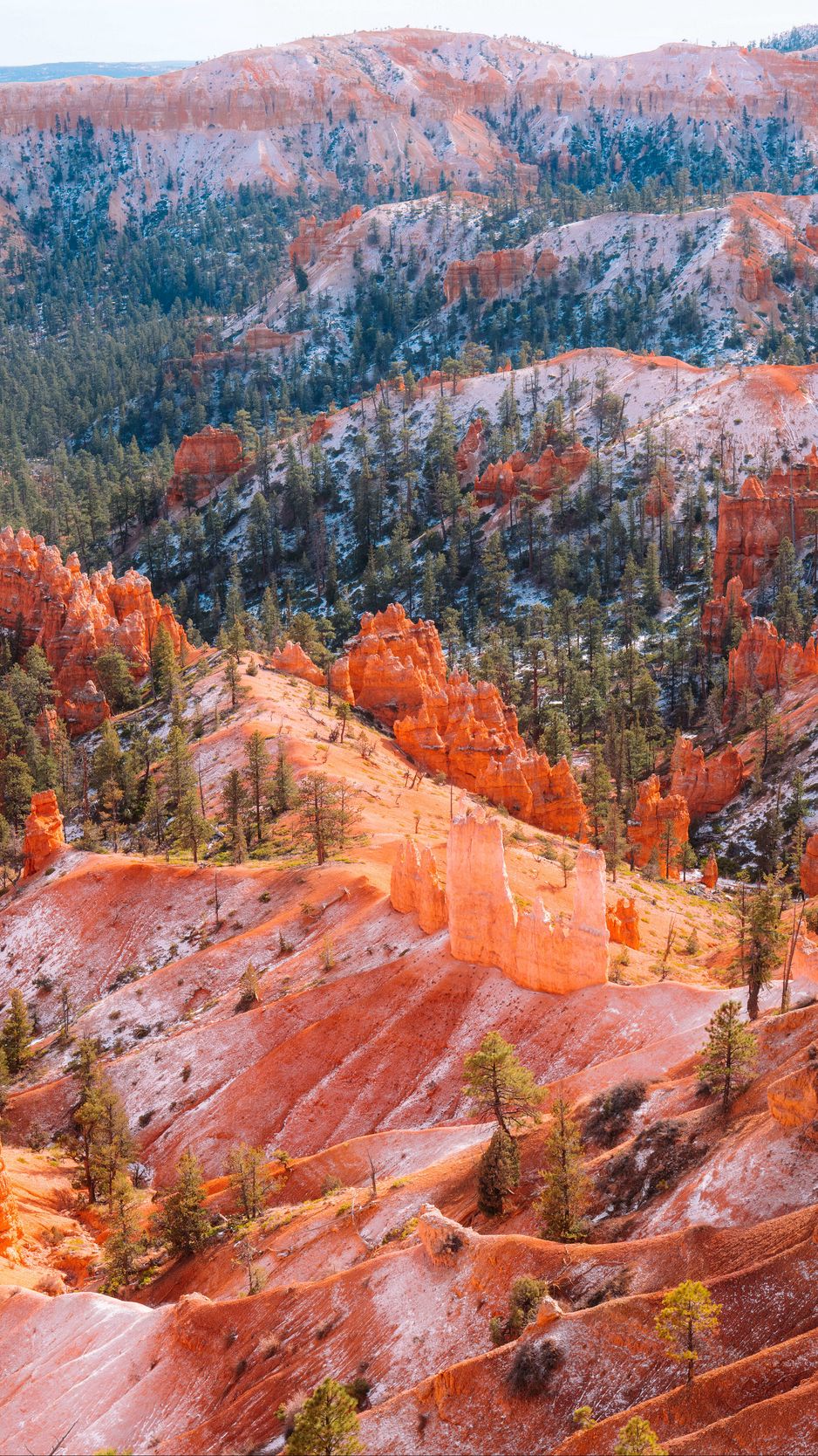 938x1668 Wallpaper mountains, trees, rocks, forest