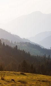 Preview wallpaper mountains, trees, sky, mist