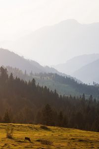 Preview wallpaper mountains, trees, sky, mist