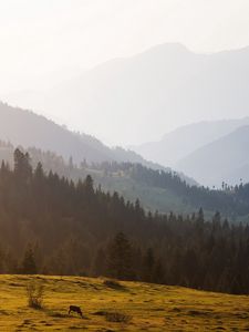 Preview wallpaper mountains, trees, sky, mist